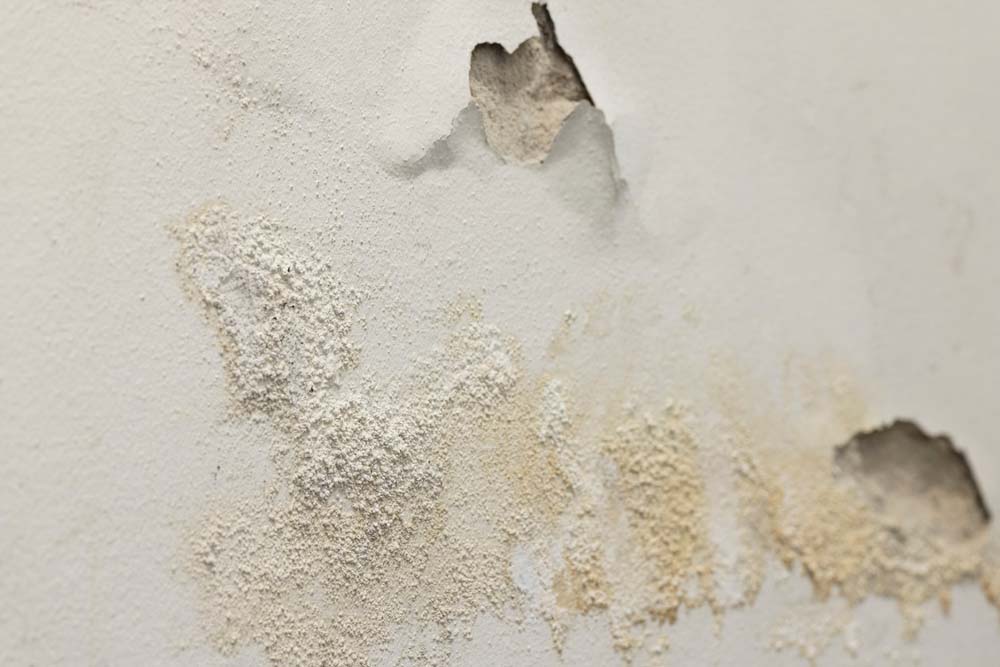 mold on wall/ceiling